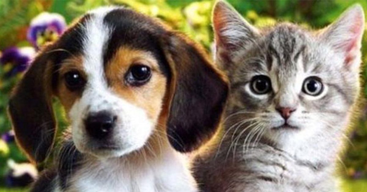 Petshop’larda artık kedi ve köpek satılmayacak
