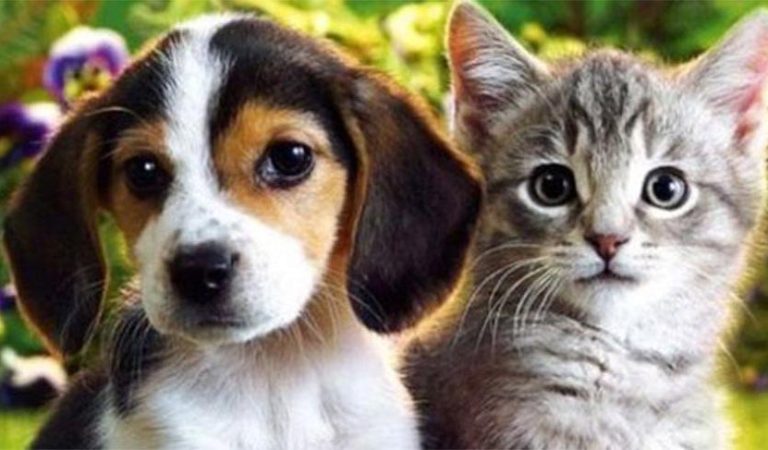 Petshop’larda artık kedi ve köpek satılmayacak